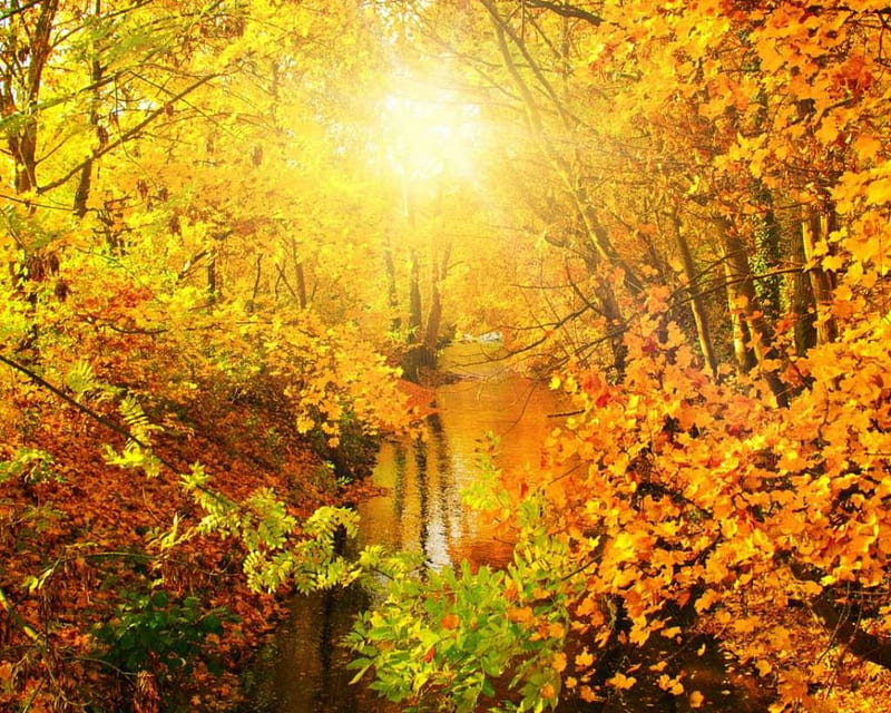 Fairyland Maple, autumn, nature, maple, trees, HD wallpaper | Peakpx
