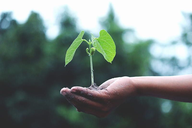 Person Holding A Green Plant, HD wallpaper