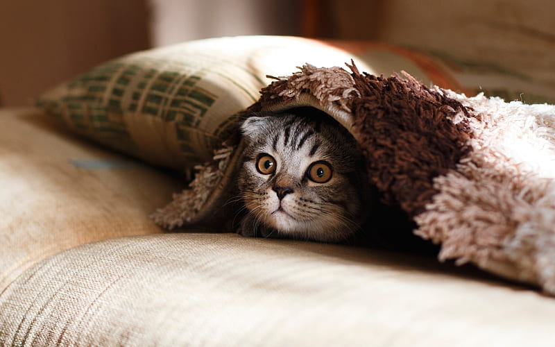American Shorthair cat, cute animals, pet, cat under the blanket, cats breed, gray cat, HD wallpaper