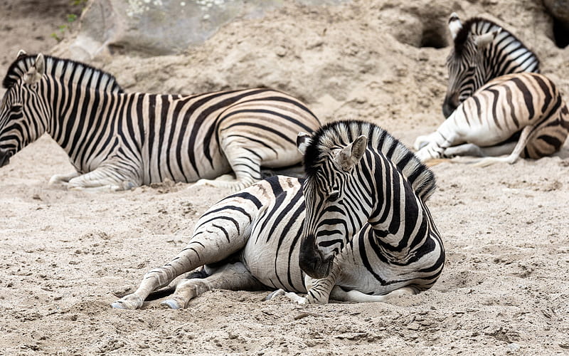zebras, wildlife, Africa, lying zebra, striped animals, zebra, HD wallpaper