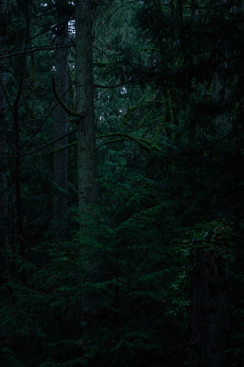 Forests, Night Green Forest, HD phone wallpaper | Peakpx