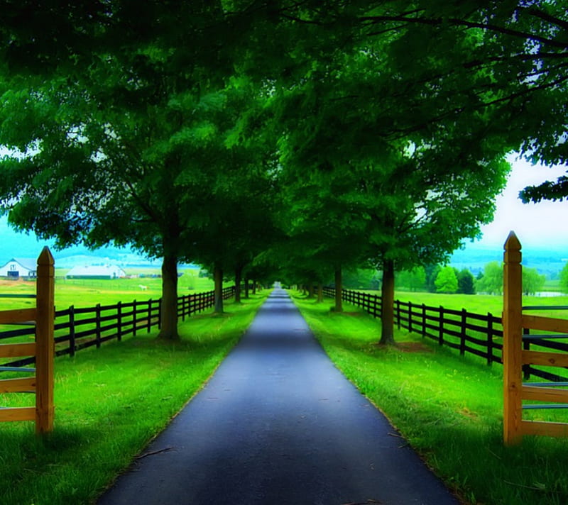 Harmony, green, nature, road, HD wallpaper