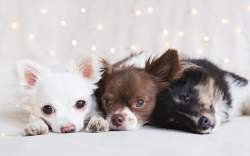 chihuahua, white small dog, puppies, cute little dogs, trio, pets, breeds of decorative dogs, brown chihuahua, HD wallpaper