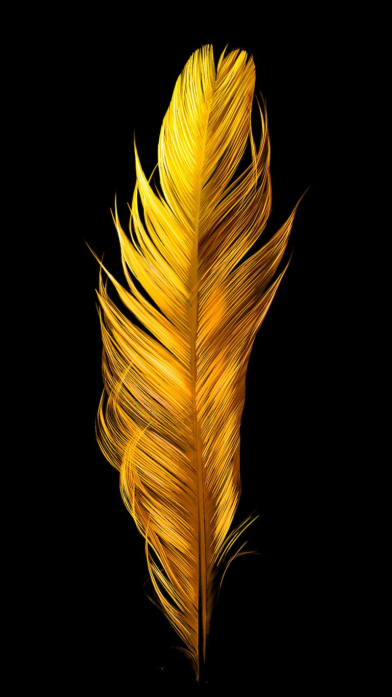 Golden Bird Feather, amoled, art, gold, oled, organic, shiny, smooth, HD  phone wallpaper | Peakpx