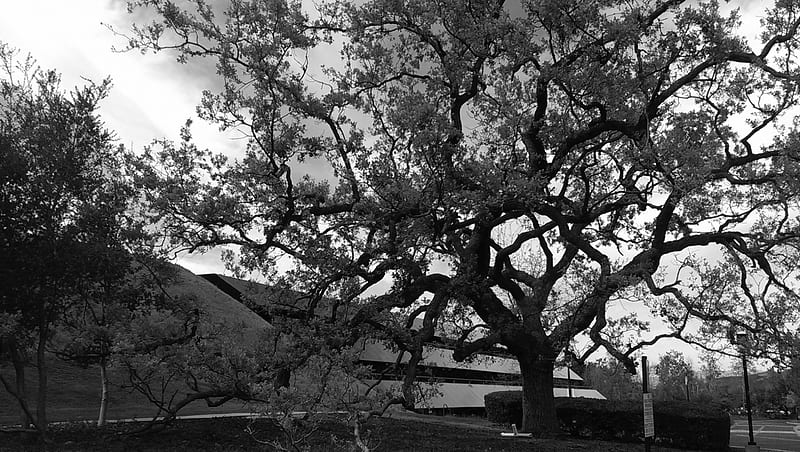 Oak Tree (Thuosand Oaks, Ca.), Building, California, Oak, Baxter, Tree, Thousand, HD wallpaper