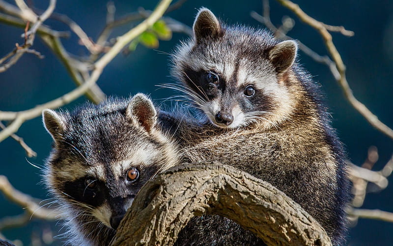 raccoons, wildlife, couple of raccoons, HD wallpaper
