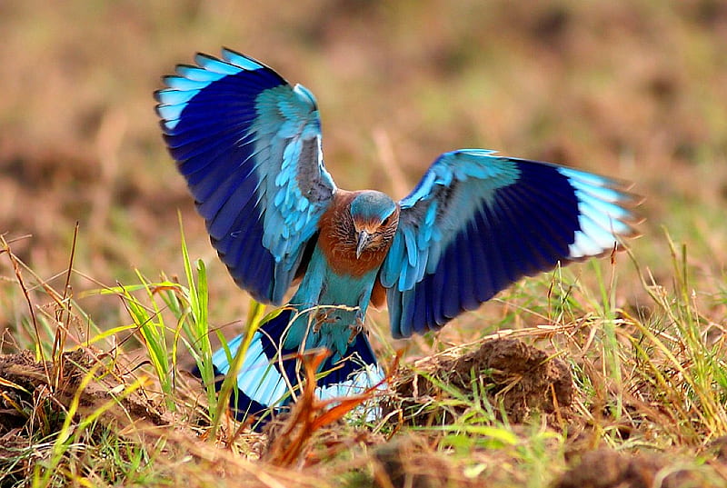 HD wallpaper colorful bird colorful beautiful bird