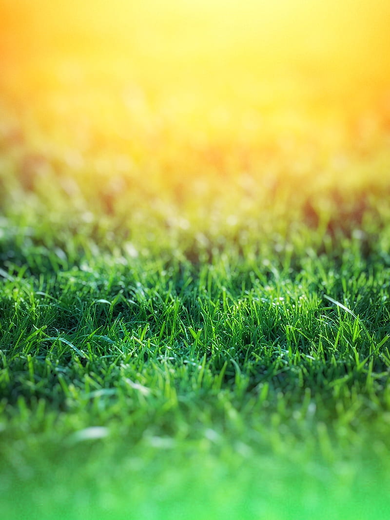 Green Grass over Yellow Background, HD phone wallpaper | Peakpx