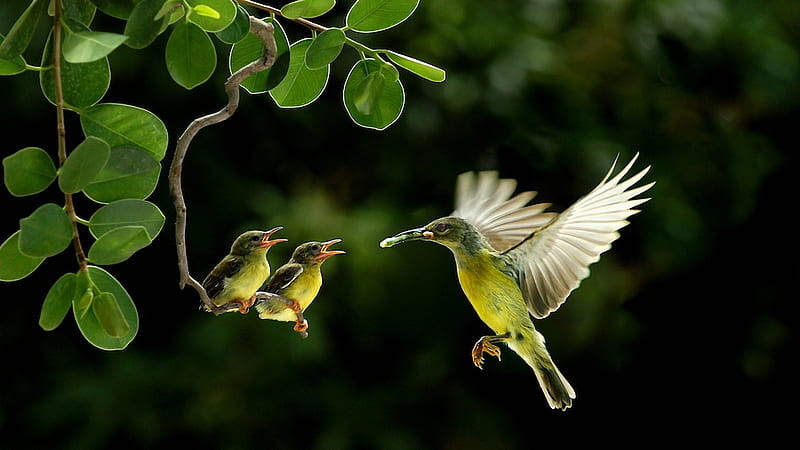 A Caring Mother, feeding, caring, leaves, young, bird, bonito, branch, HD wallpaper