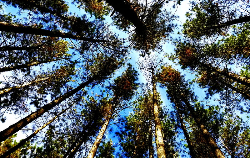 Worms Eye View Graphy Of Green Leaved Trees Hd Wallpaper Peakpx