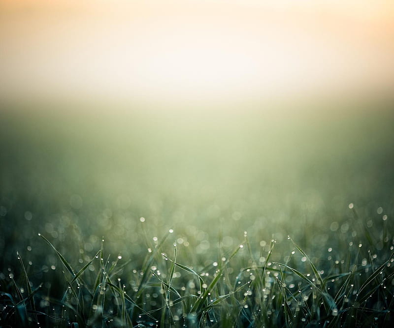 Dew wet Grass, field, morning, HD wallpaper