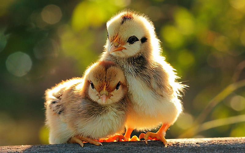 Baby Chicks, cute, tiny, two, chicken, chicks, HD wallpaper
