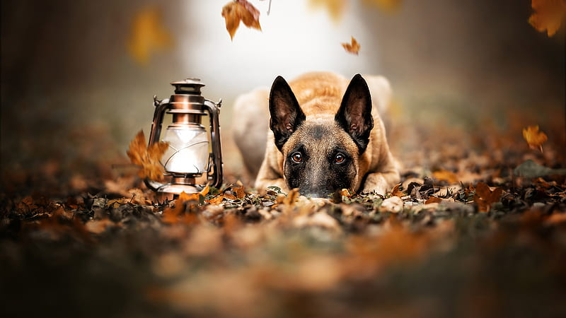 Belgian Shepherd Is Lying Down On Dry Leaves With Lantern Dog, HD wallpaper