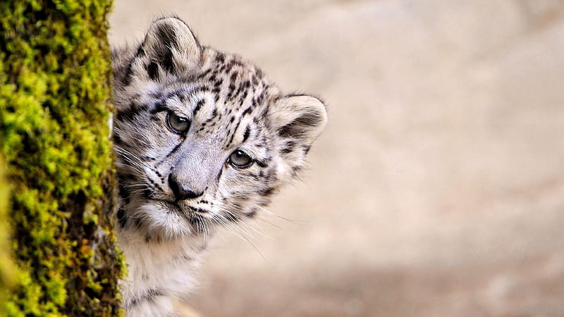Snow Leopard Young, snow-leopard, animals, predator, HD wallpaper