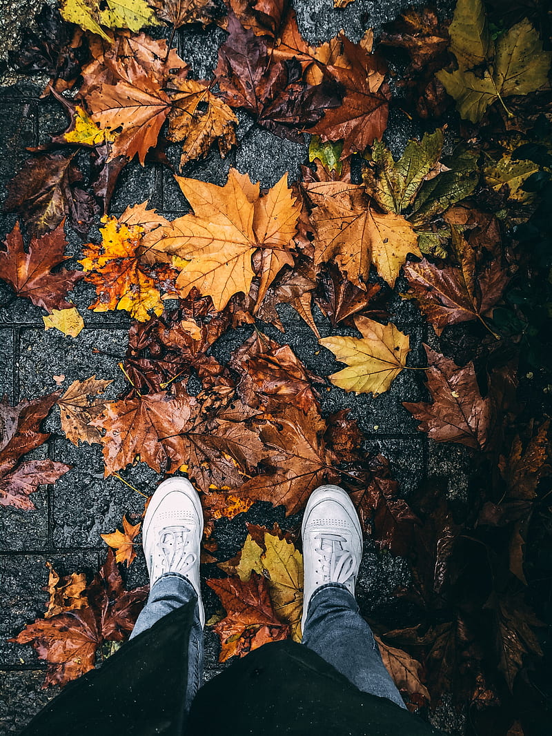 person wearing white sneakers standing on dried leaves, HD phone wallpaper