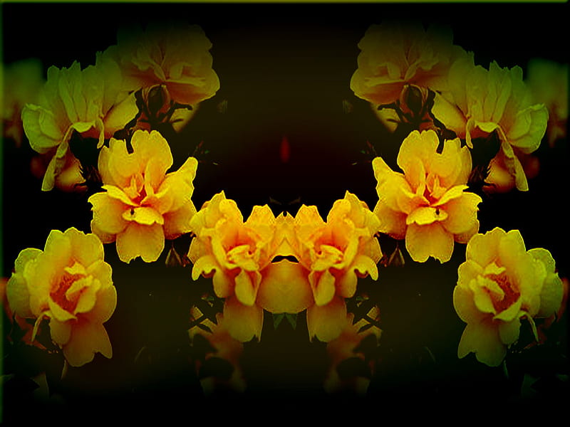 Yellow Flowers, burn, linear, black, yellow, dark, flower, flowers, jewel, light, HD wallpaper