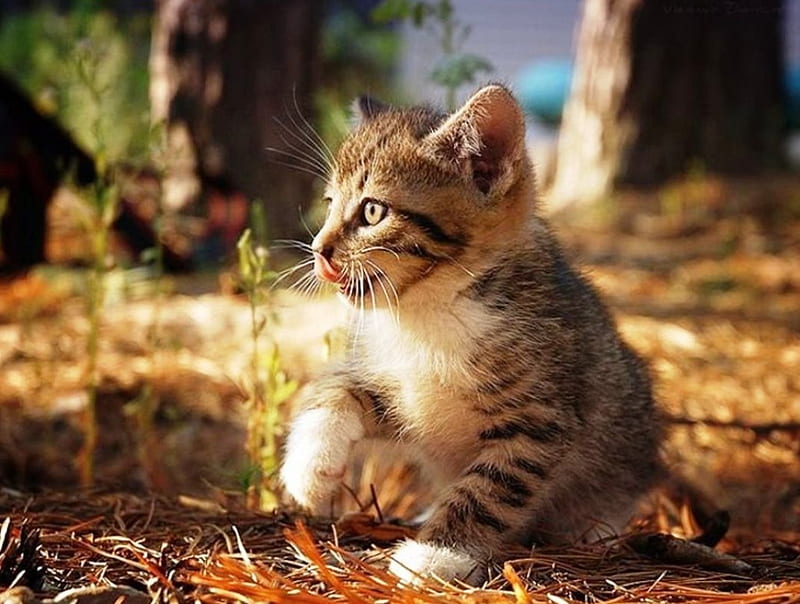 How do I get to take it?, cute, small, kitten, cats, animals, HD ...