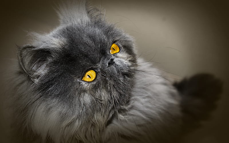 Persian cat gray cat, close-up, fluffy cat, cats, domestic cats, pets, gray Persian Cat, Persian, HD wallpaper