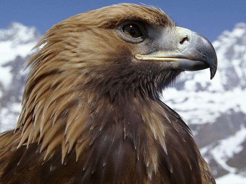 Brown-Hawk-Head, cloud, bird, brown, head, eye, eagle, hawk, face, HD wallpaper