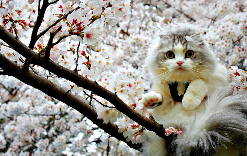 Looking for spring, spring, cat, branch, animal, tree, cherry blooms, flower, beauty, white, pink, HD wallpaper