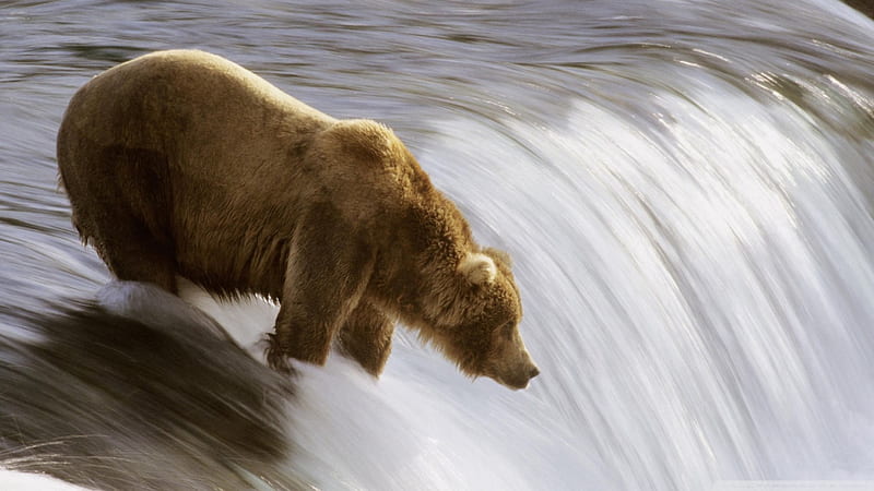 gone fishing, bear, waterfall, grizzly, brook, HD wallpaper