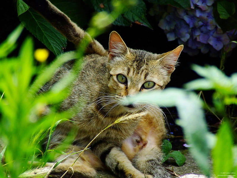 Untitled , fuji finepix s5600, close up, young cat, stray, cat, kitten, HD wallpaper