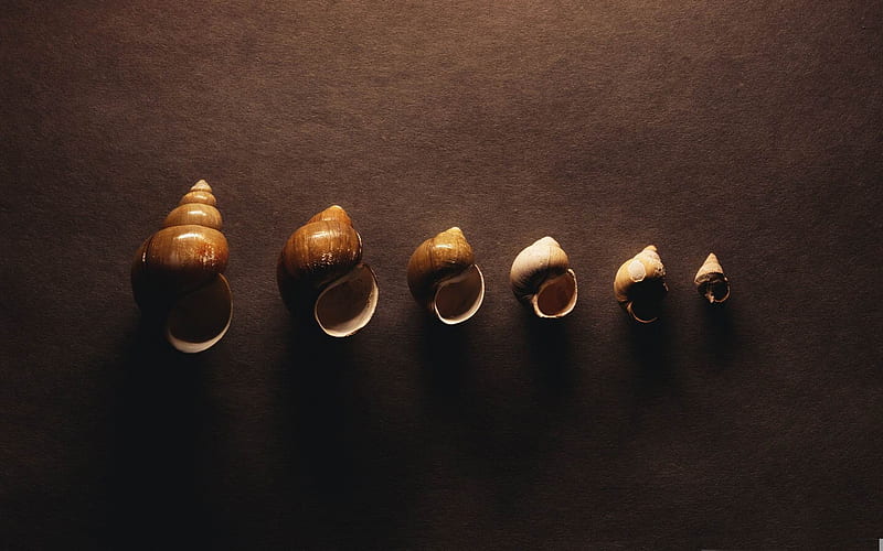 snail shells-Vintage style graphy, HD wallpaper