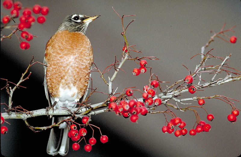 American Robin, red, tree, bird, american, branch, animal, HD wallpaper