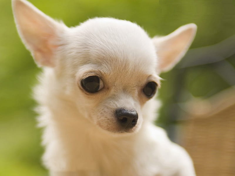 Teacup Chihuahua, Chihuahua Puppies, HD wallpaper