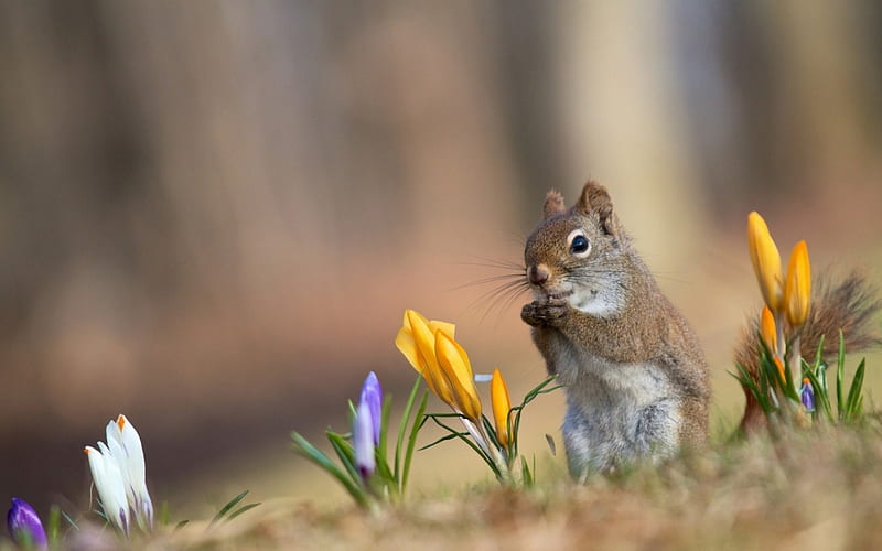 Squirrel, cute, crocus, flower, yellow, spring, animal, HD wallpaper