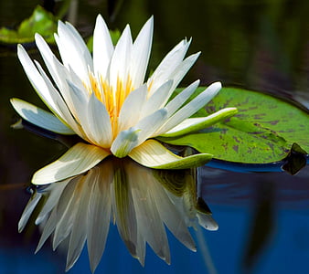 HD waterlily wallpapers | Peakpx