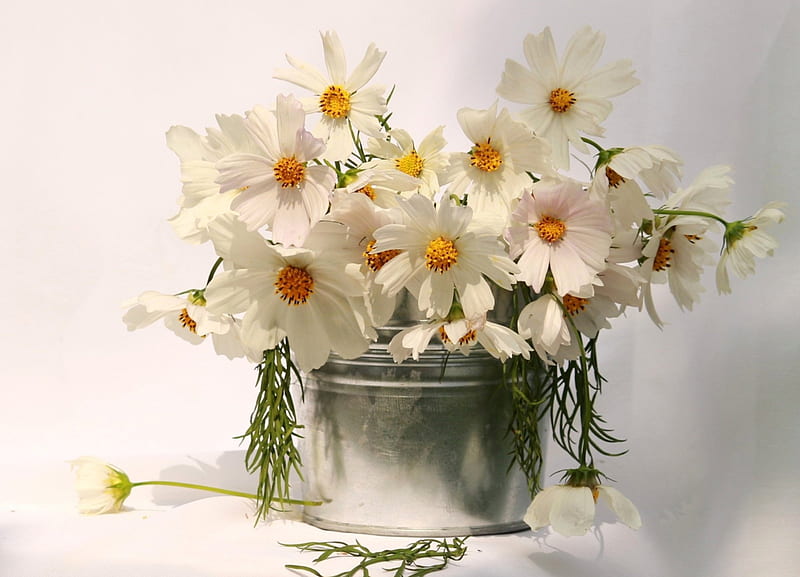 *** White cosmea ***, bouquet, flower, flowers, nature, white, cosmea, HD wallpaper
