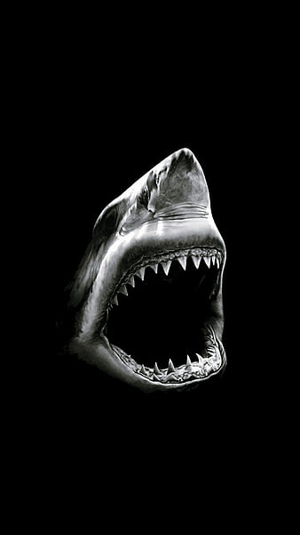 Shark Attack, amoled, realistic, HD phone wallpaper | Peakpx