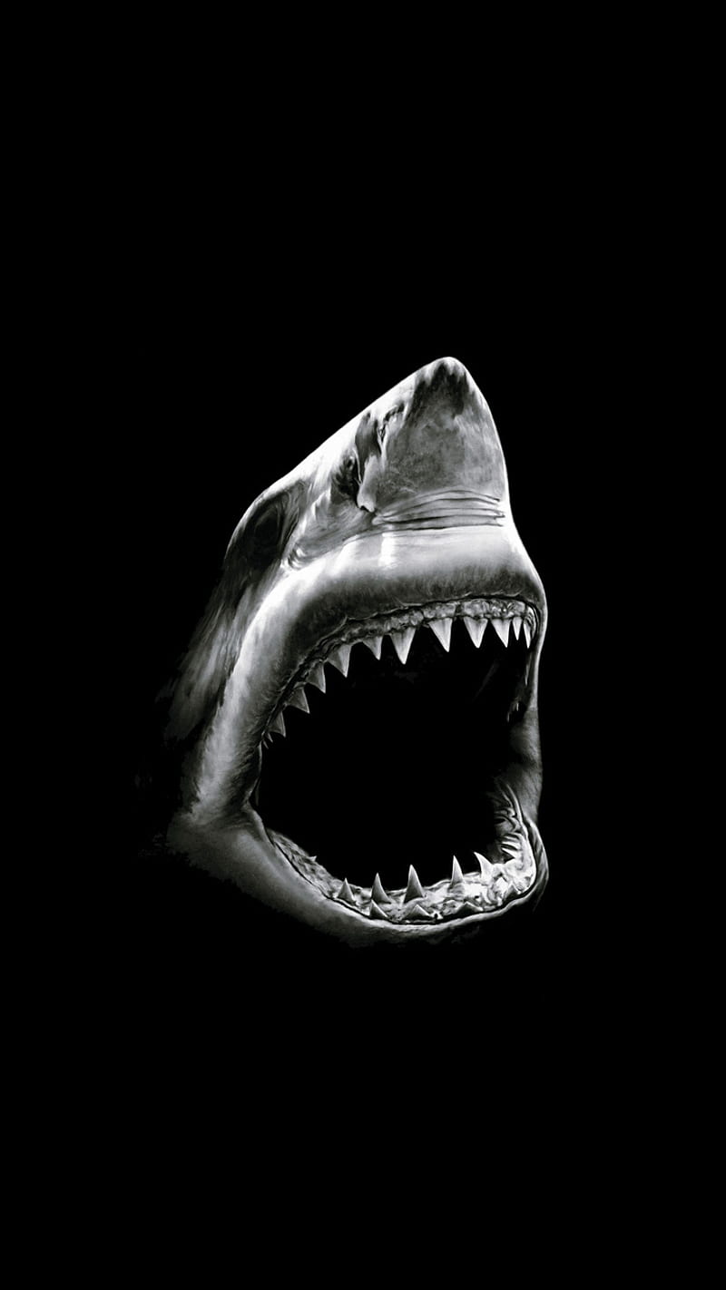 Shark Attack, amoled, realistic, HD phone wallpaper