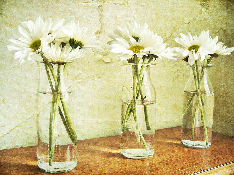 Good Things Comes in Threes, milk bottles, daisies, still life, texture, white, HD wallpaper
