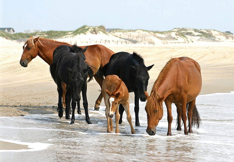 A Cool Drink of Water, ocean, ponies, white horses, black horses, baby horses, wild horses, brown horses, sand, donkies, wildlife, nature, baby brown horses, HD wallpaper