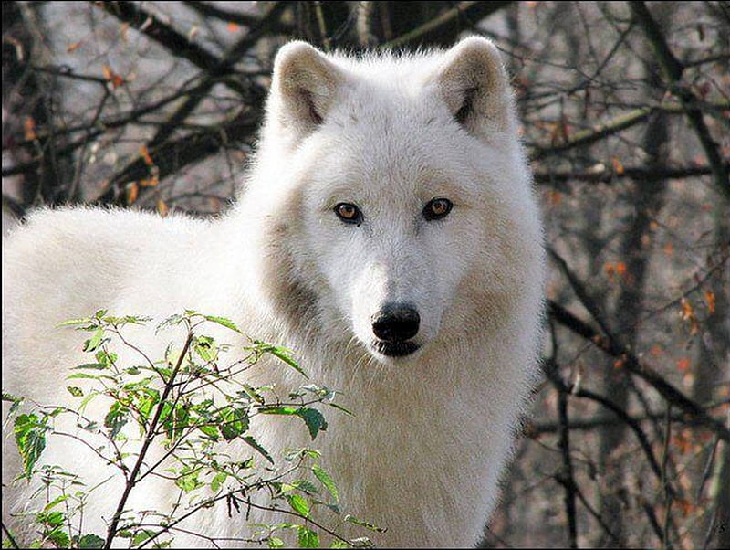 White Beauty, Beauty, White, nature, Wolf, animals, Wollves, HD ...