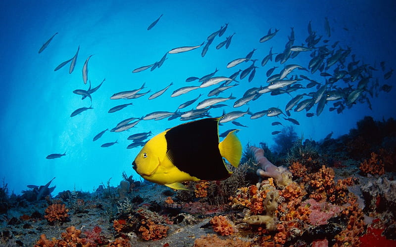 Undersea reef biota, HD wallpaper