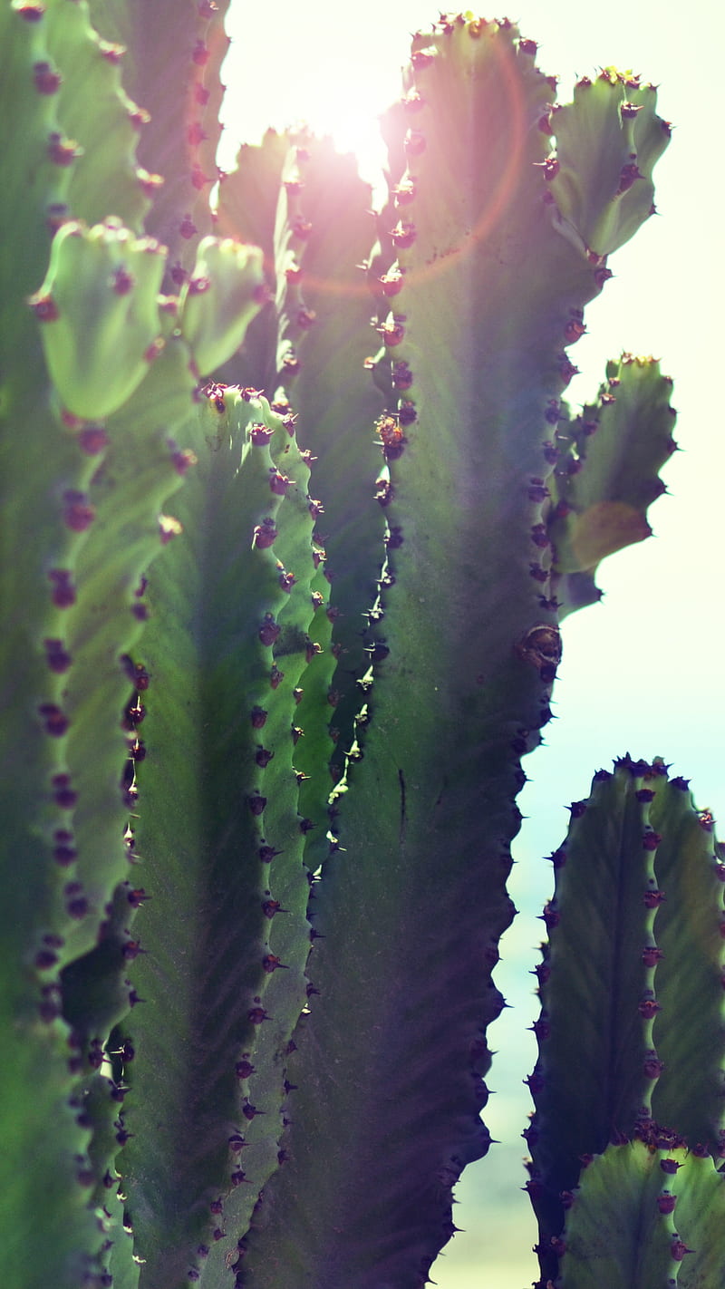 Cactus in Mexico, cinco de mayo, mejico, cincowp, HD phone wallpaper