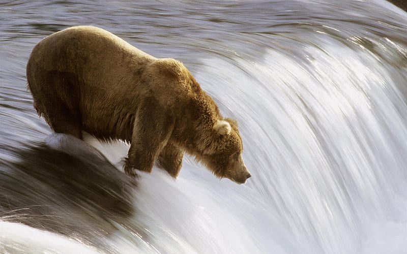 grizzly fishing in the brooks river-Nature wild animals Featured, HD wallpaper