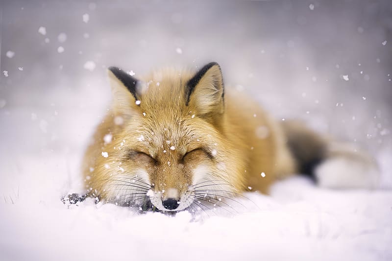 Winter, Snow, Fox, Blur, Animal, Sleeping, Snowfall, HD wallpaper