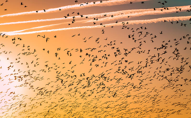 flock of birds, HD wallpaper