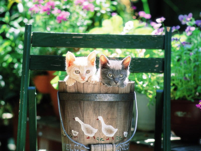 Kittens Inside The Pail, in the pail, kittens, cute, animals, HD wallpaper