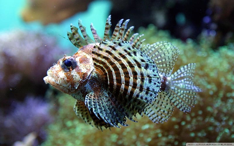 Dwarf Lionfish - Pteroini, ocean, blue, animal, scorpionfish, lionfish, exotic, turkeyfish, one, pesti, underwater, fish, nature, pteroini, water, HD wallpaper