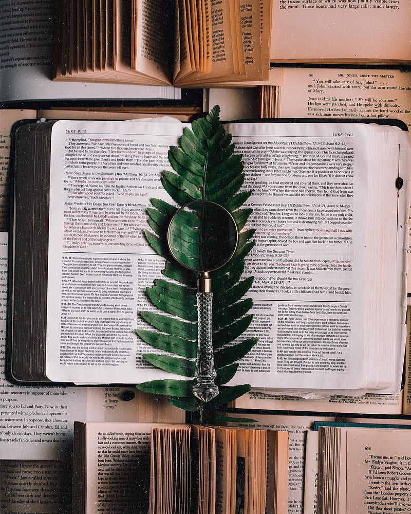 book, fern, magnifier, branch, leaf, HD phone wallpaper