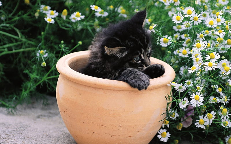 Black kitten in a flowerpot, cute, feline, black, flowerpot, kitten, HD wallpaper
