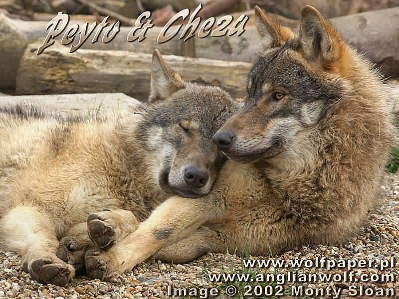 peyto and cheza resting together, cheza, wild beauties, peyto wolves, dogs, HD wallpaper
