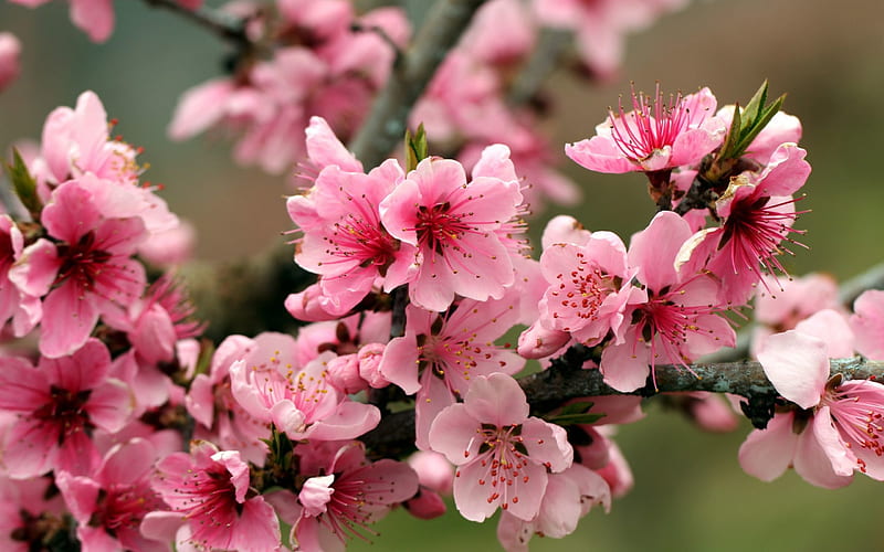 Pink Cherry Blossoms, flowers, nature, pink, apple blossoms, HD wallpaper