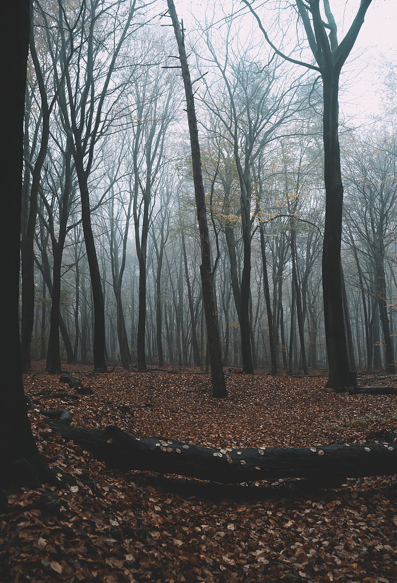 forest, autumn, fog, trees, foliage, HD phone wallpaper