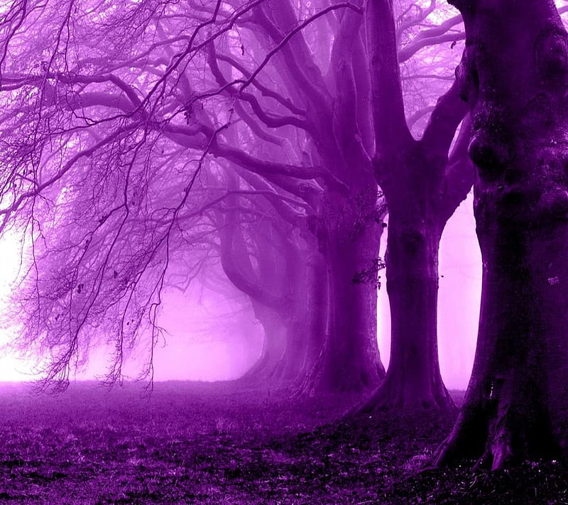 Purple Forest, forest, purple, HD wallpaper